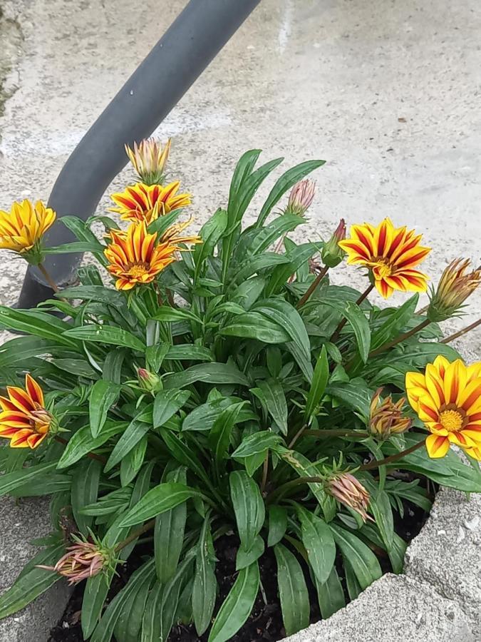Iva Apartmani Jajce Zewnętrze zdjęcie